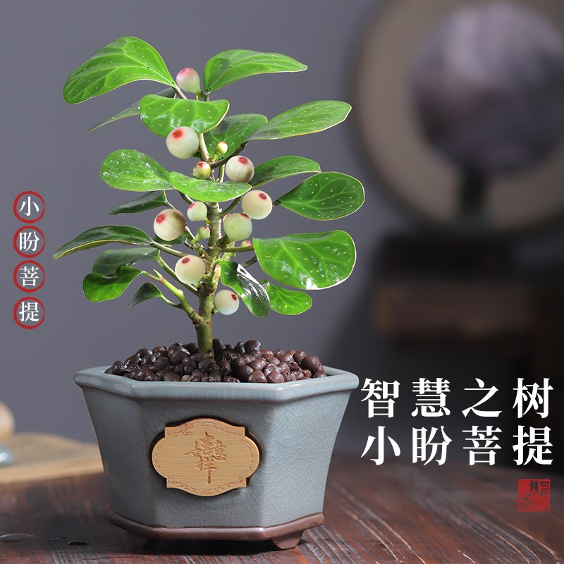 小盼菩提树盆景花卉绿植盆栽室内办公桌面福运植物四季常青好养活