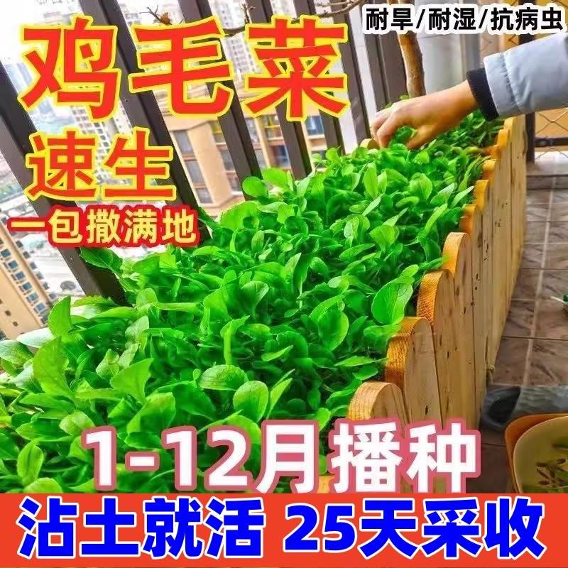 小白菜籽小青菜籽全新鸡毛菜种子四季播种抗热耐寒蔬菜种子有机