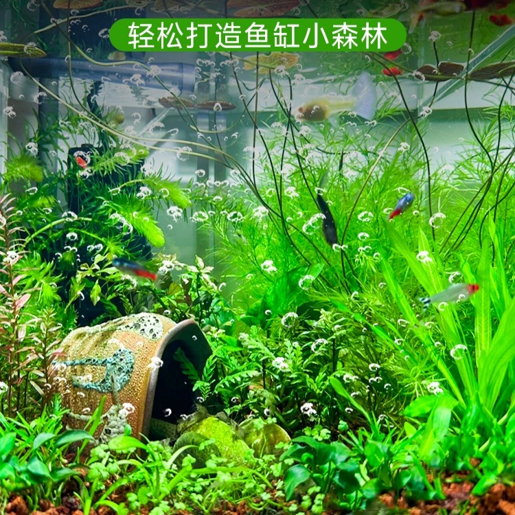 水兰水草植物大小细叶扭兰龙舌兰鱼缸阴性真草新手古法养鱼造景草