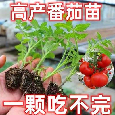 【一份钱20棵】番茄秧苗西红柿苗圣女果带土南北方四季种植可盆栽