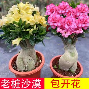 重瓣沙漠玫瑰盆栽四季 开花好养老桩室内多色阳台花卉绿植盆景多肉