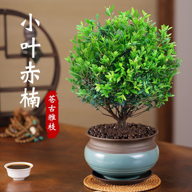 小叶赤楠盆景老桩植物室内花卉盆栽四季好养易活办公室桌面小绿植