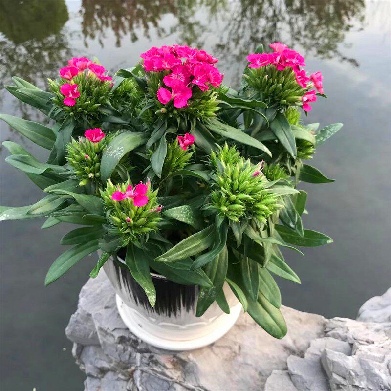 五彩绣球石竹盆栽花园花镜多年生耐寒耐热开花植物易养花卉花期长