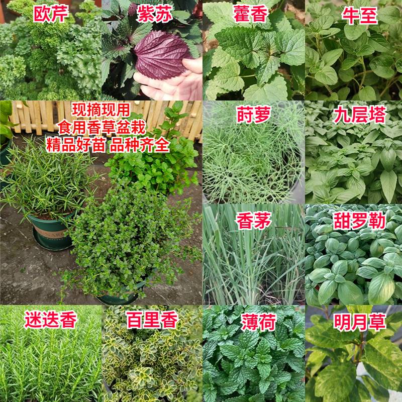 迷迭香百里香薄荷甜罗勒欧芹香茅莳萝茴香紫苏藿香可食用香草盆栽