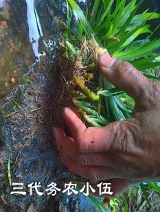 石菖蒲附石龙根菖蒲草水培盆景植物龟缸养鱼室内外微景观庭院绿植