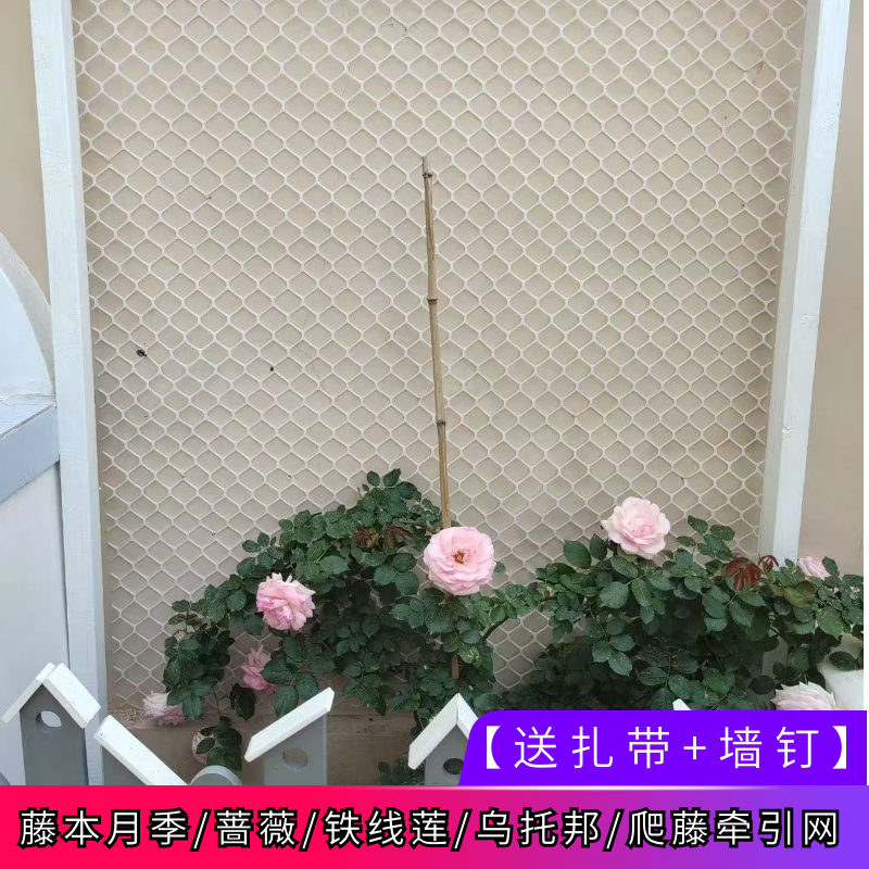 植物爬墙网藤本月季粉龙爬藤网大孔塑料网铁线莲乌托邦上墙牵引网