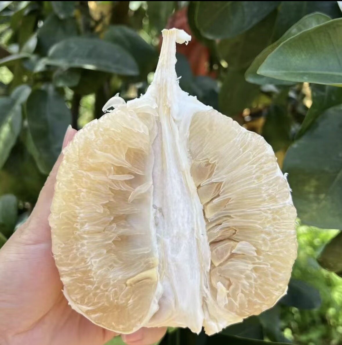 现货广西容县白心肉蜜柚自良镇2柚子