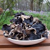 包邮 毛木耳干货优质白背木耳地耳脆木耳大黑木耳散装 商用500g 新货