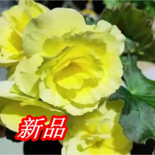 海棠种球质量怎么样 海棠种球口碑怎么样 小麦优选