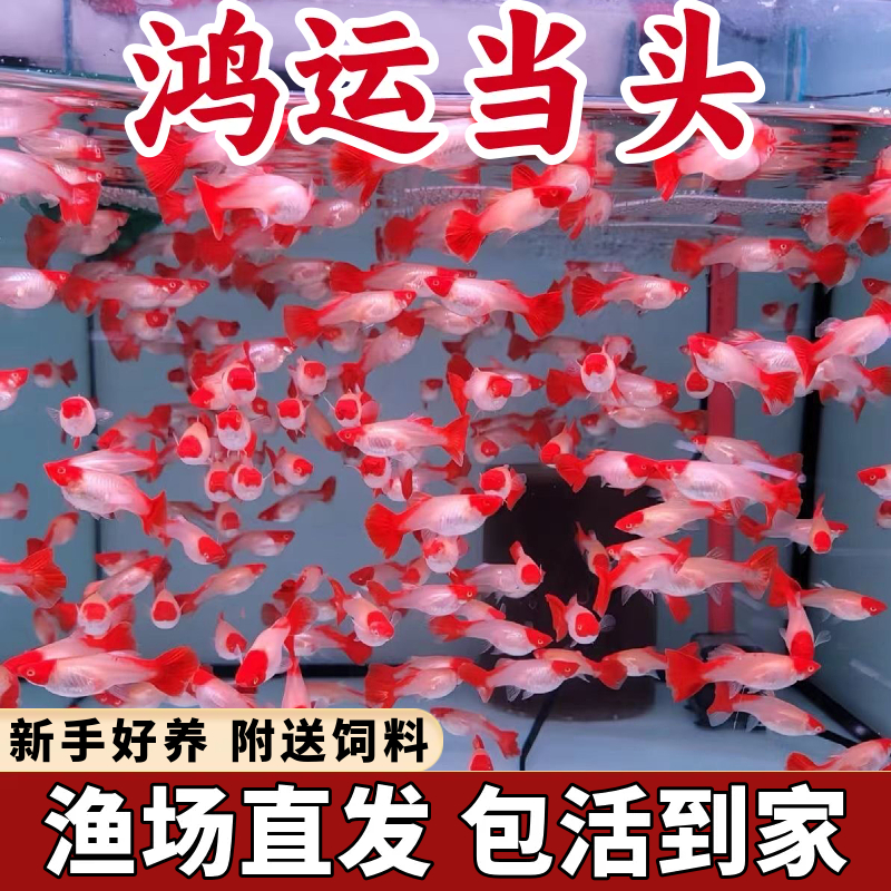 孕母纯种孔雀鱼鸿运当头繁殖种鱼胎生小型精品鱼分水观赏鱼热带鱼