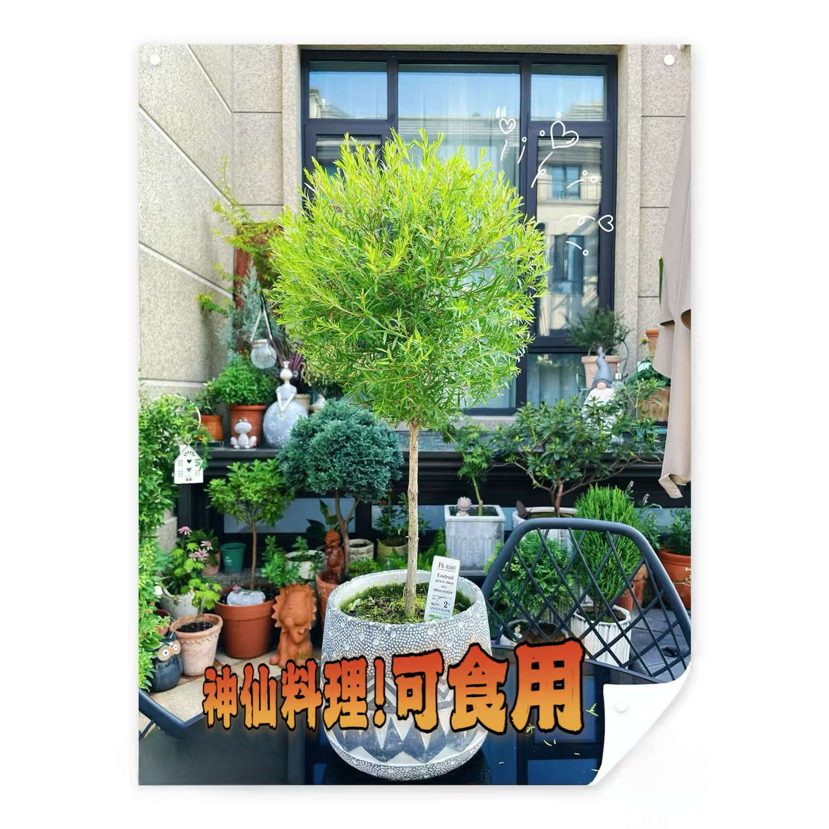 迷迭香棒棒糖】盆栽可观赏可食用香草薄荷室内驱蚊带香味客厅绿化