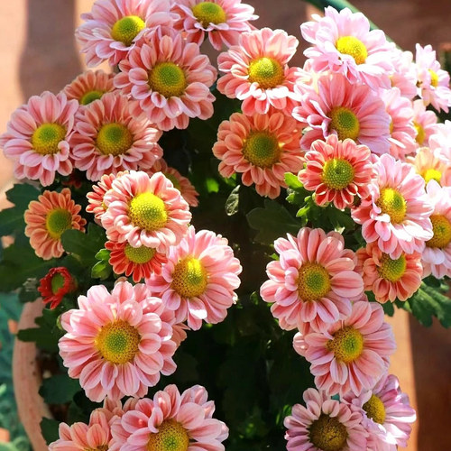 菊花盆栽带花苞季开重瓣花卉荷兰菊玲珑冬季耐寒多年生室外好养