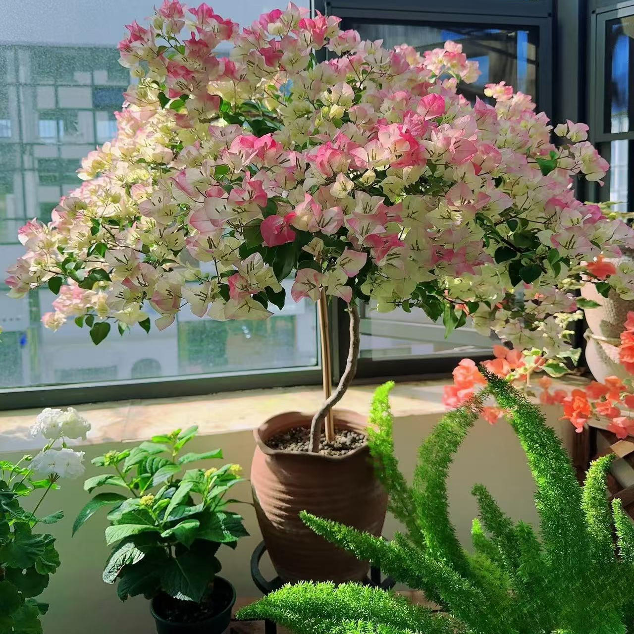 重瓣绿樱三角梅盆栽爬藤庭院好养多年老桩耐寒耐热适合新手小白养