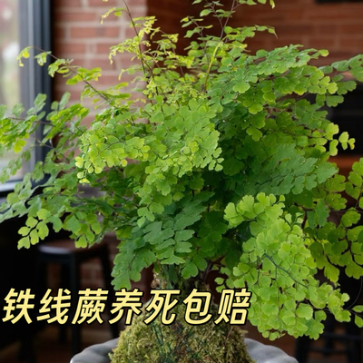 铁线蕨盆栽蕨类绿植水培土培室内植物办公室新房花卉室内好养易活