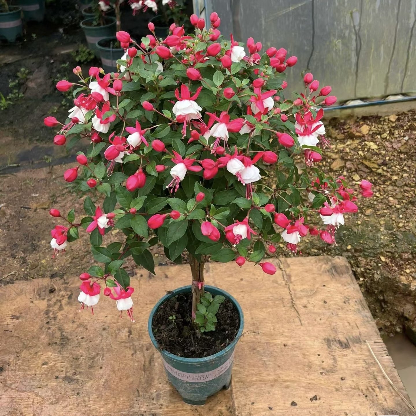 灯笼花棒棒糖倒挂金钟花期长盆栽带花苞重瓣大花型老桩室内好养