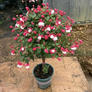 灯笼花棒棒糖倒挂金钟花期长盆栽带花苞重瓣大花型老桩室内好养