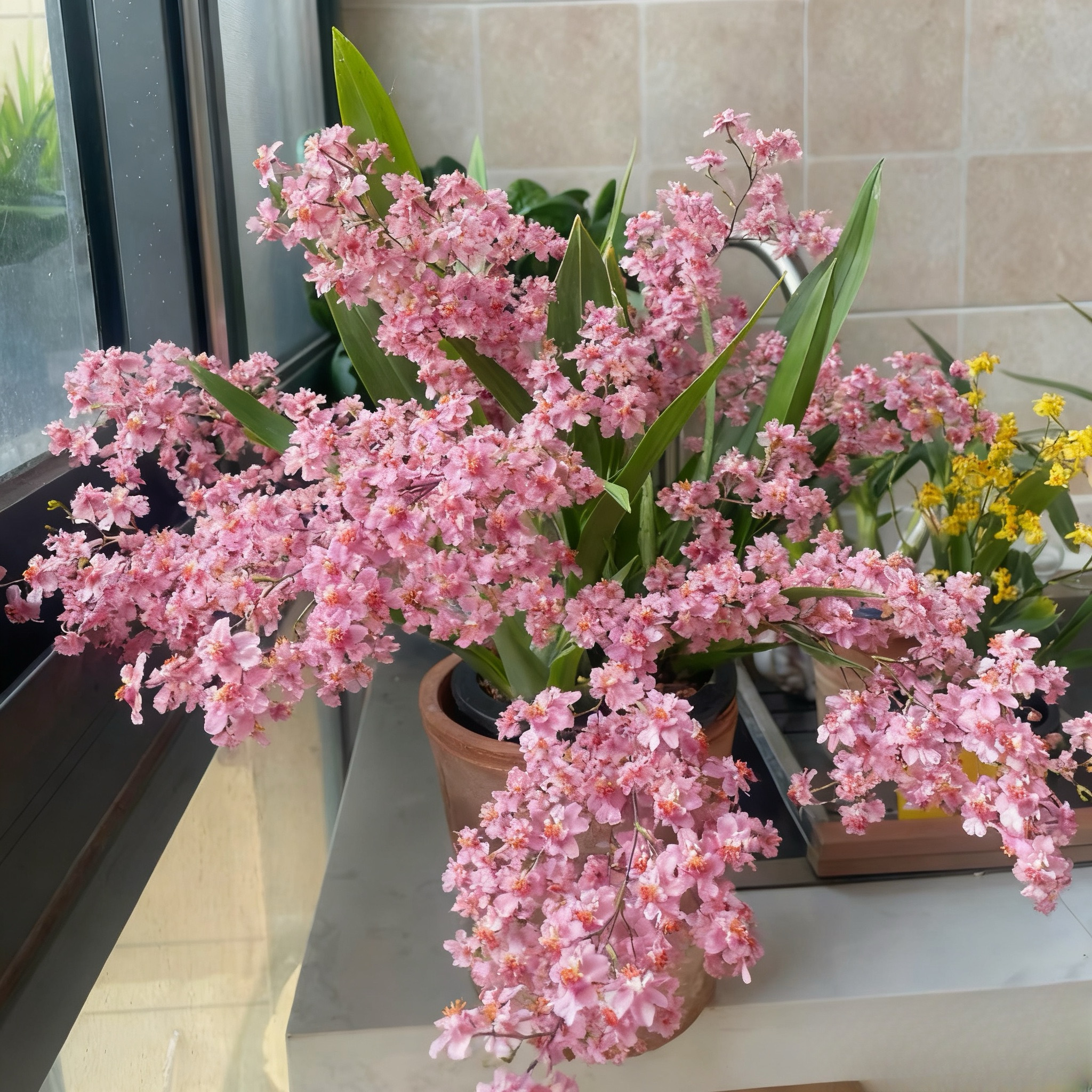 香水文心兰带花苞梦香兰浓香型