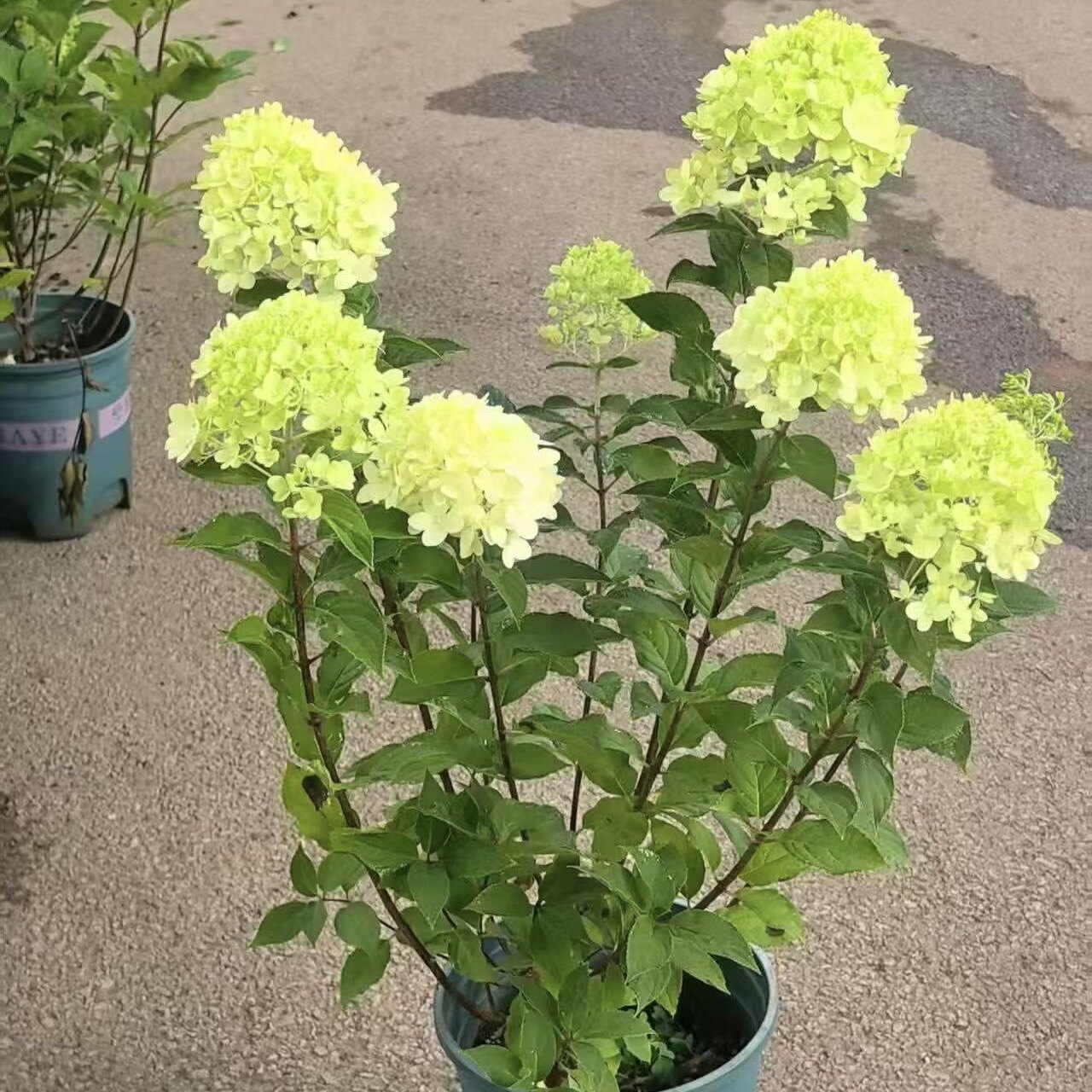 圆锥绣球花苗耐晒室内外耐寒香草草莓石灰灯花卉庭院