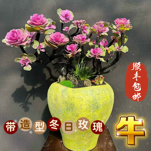 羽衣甘蓝绿化耐寒可食用盆栽苗种子雨衣紫衣玉依紫羽叶音翼皱叶