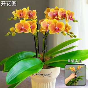 蝴蝶兰带花带花苞双剑盆栽名贵兰花苗精品大花室内好养花期长耐看