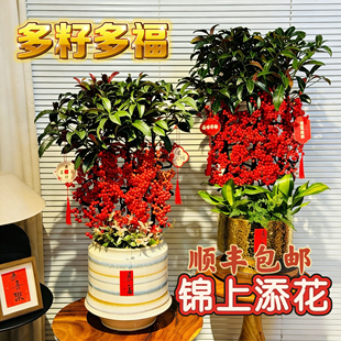 锦上添花富贵籽盆栽带果硕果累累寓意好多籽多福财源滚滚金玉满堂