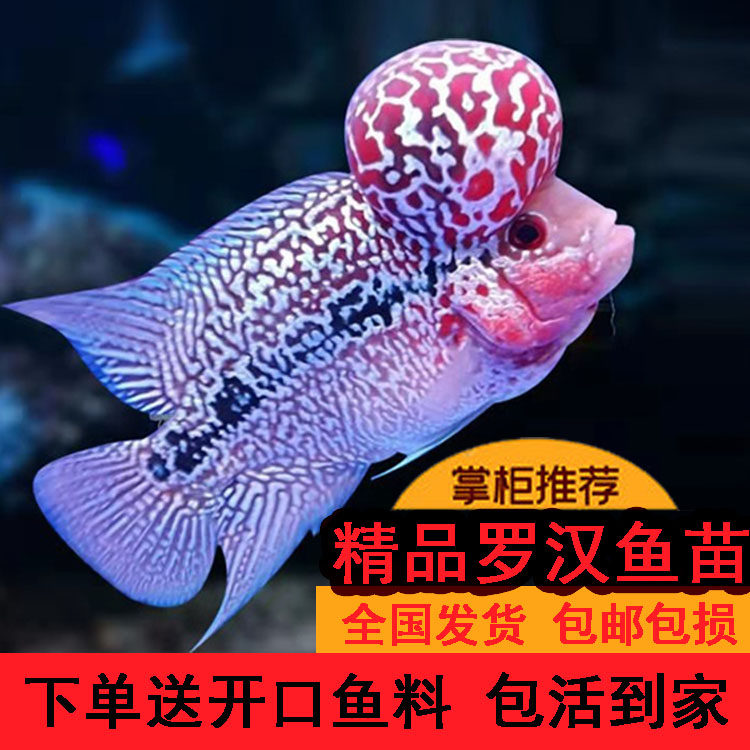 泰国进口爆头热带罗汉鱼鸿运重金属马骝亚成起头大苗包邮龙鱼配鱼