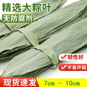 粽叶新鲜粽子叶干大号现摘120片叶特大包粽子的叶子商用棕叶批发