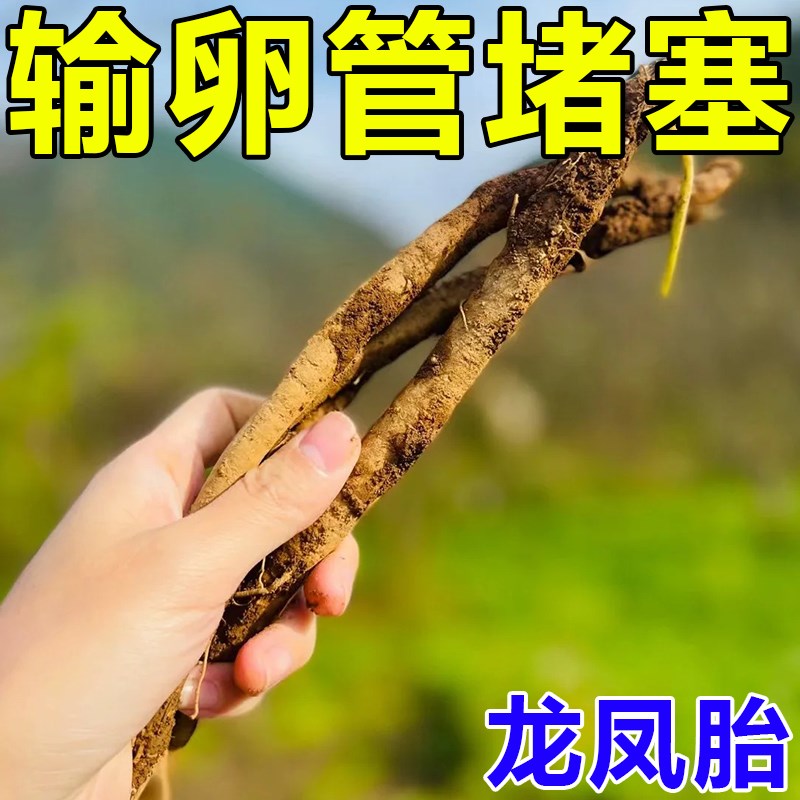 输卵--a管堵塞的药通而不畅热敷包宫腔积水粘连促排卵助孕药贴