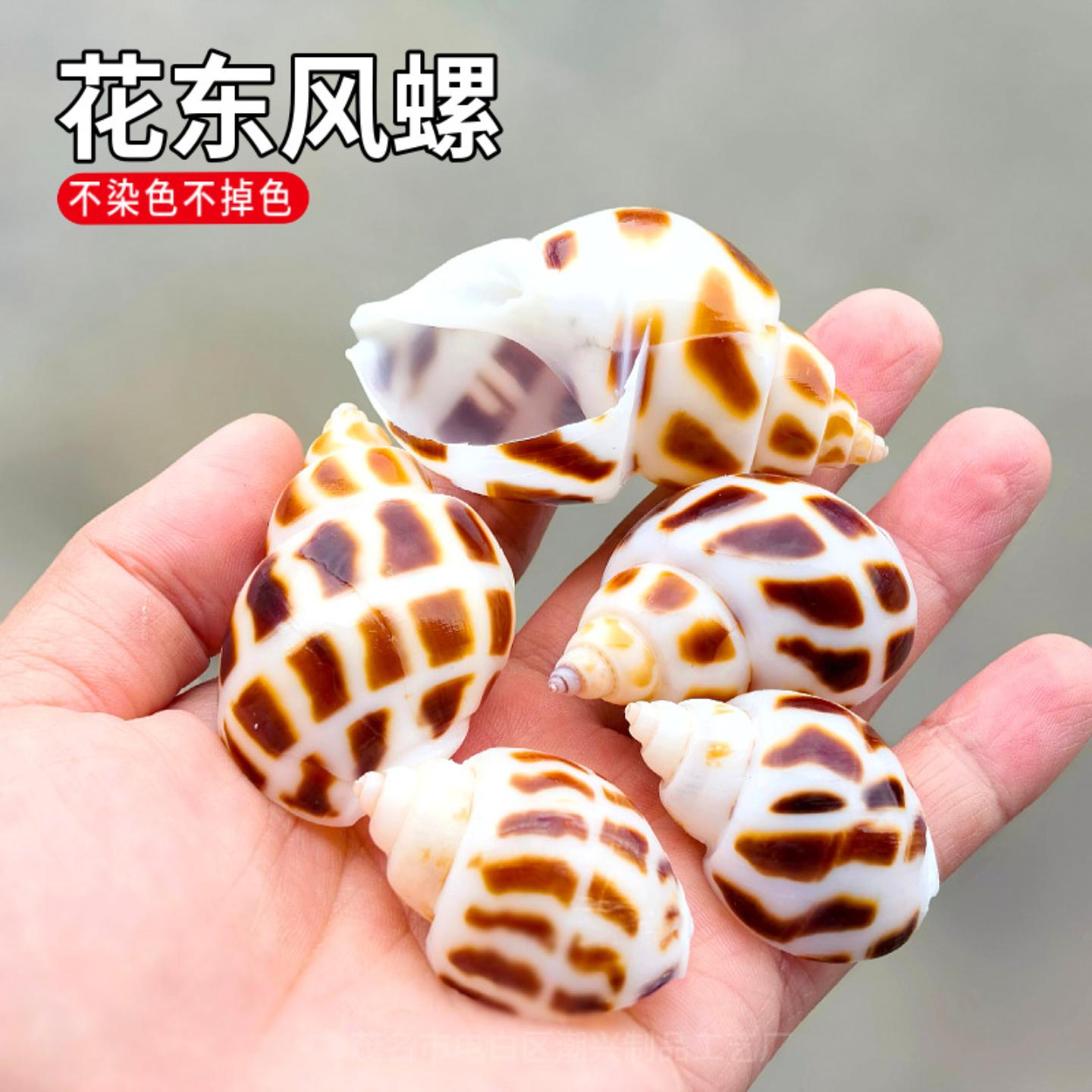 东风螺花斑螺天然海螺贝壳鱼缸
