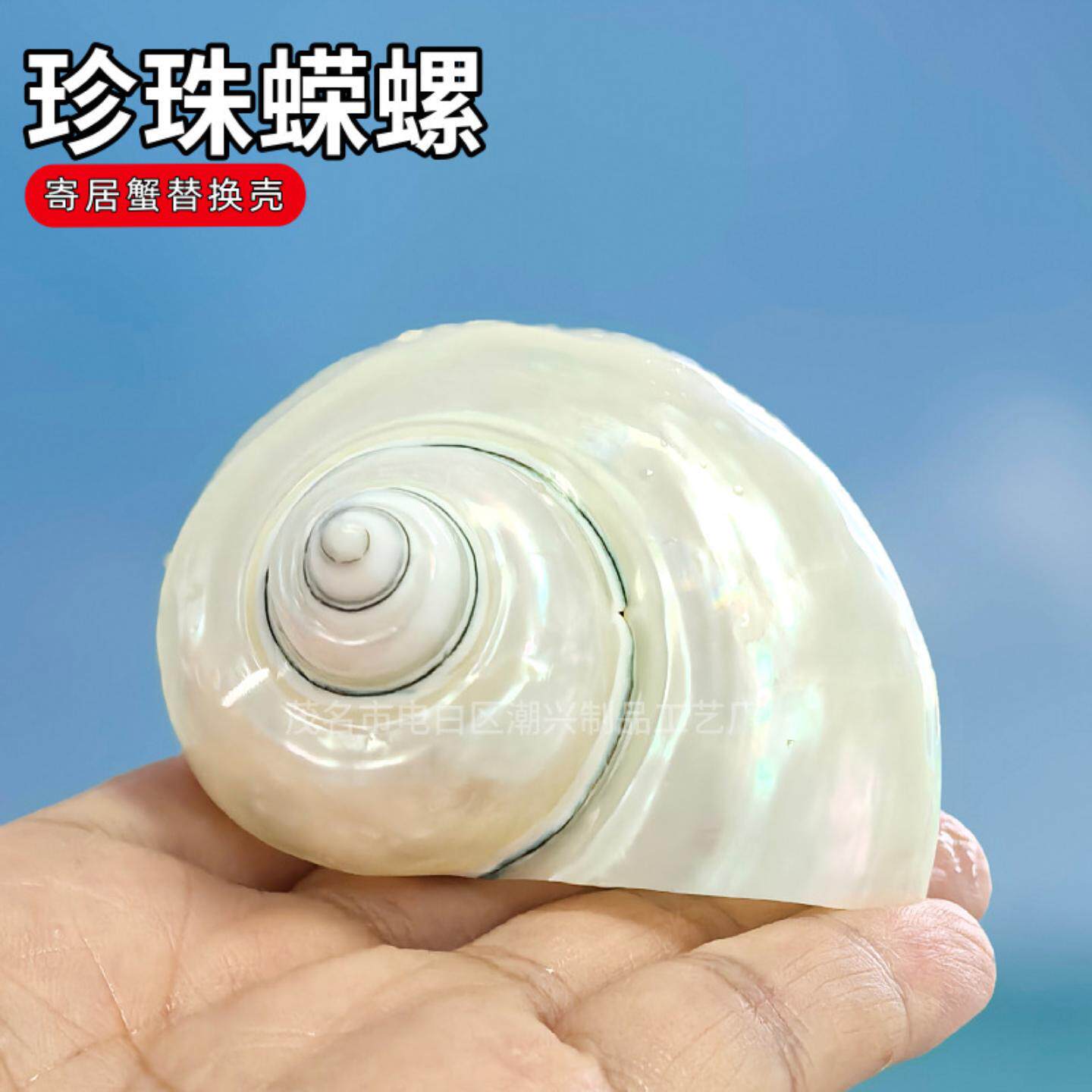 珍珠蝾螺天然贝壳海螺手工diy