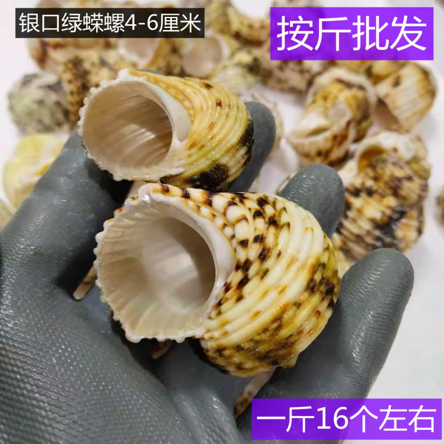 天然海螺贝壳寄居蟹卷贝鱼用壳