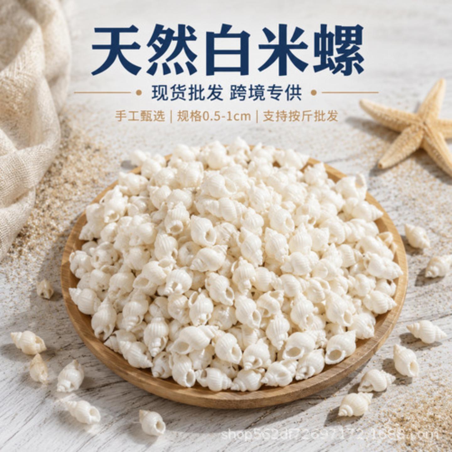 白米螺天然贝壳海螺海星海胆壳