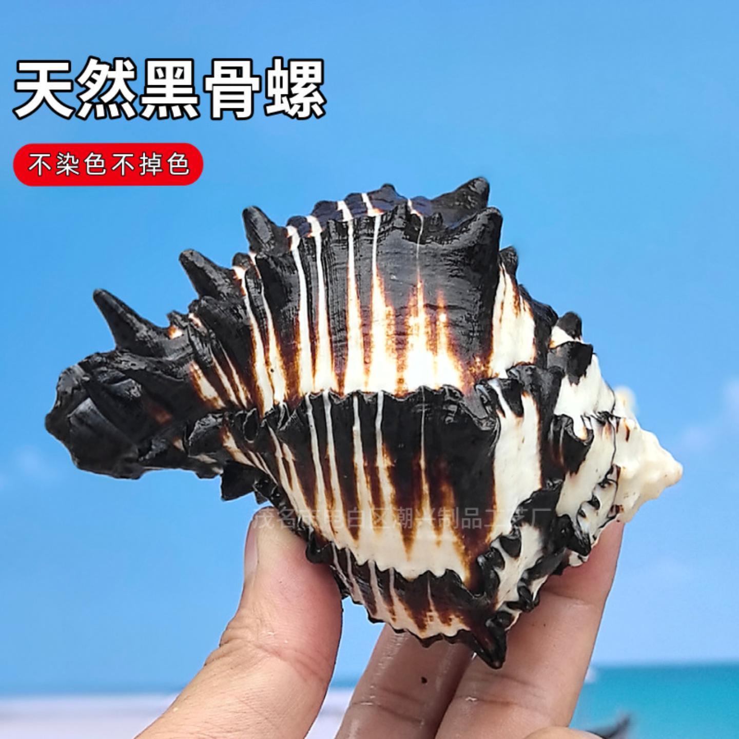 天然海螺贝壳黑斑马骨螺莴苣骨螺