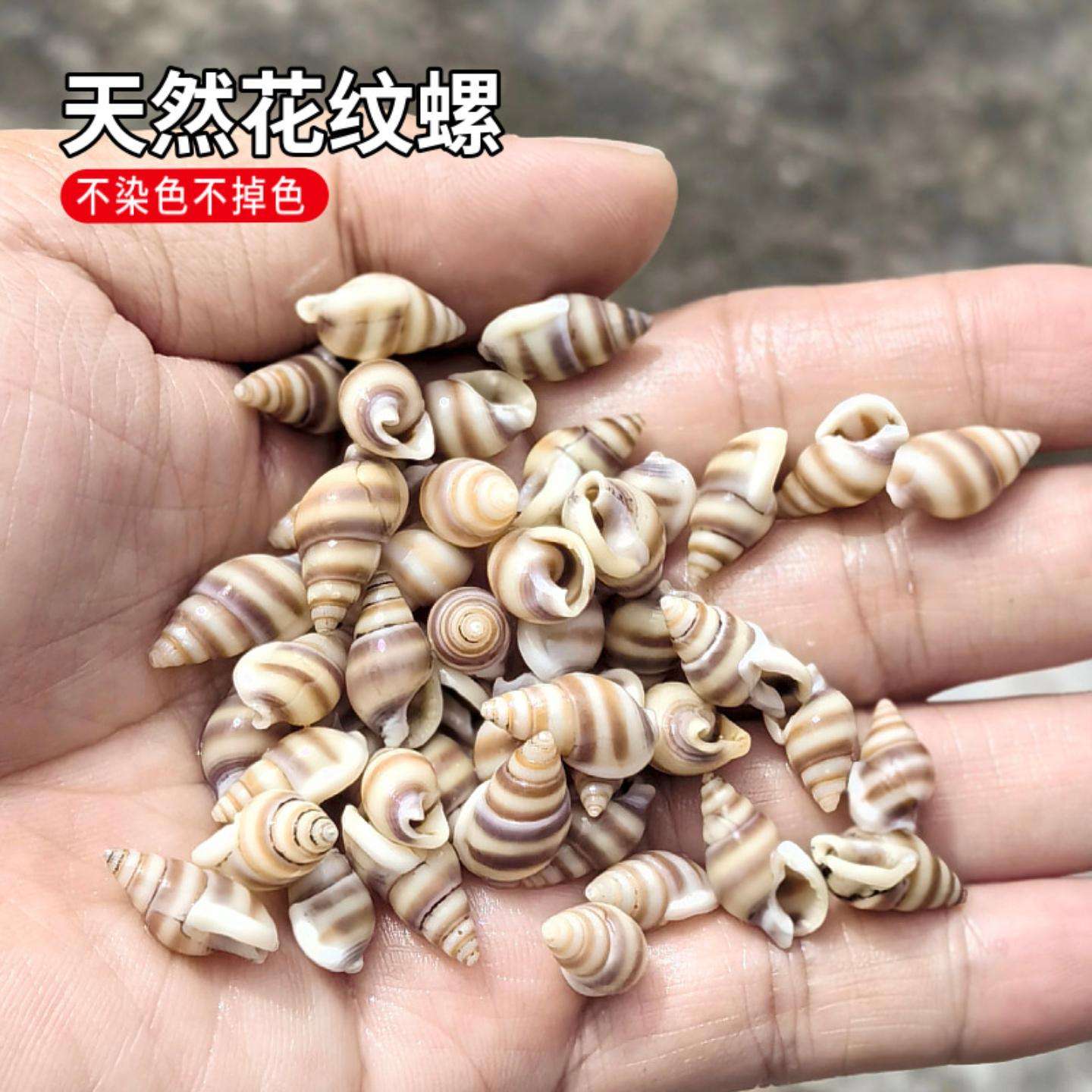 花纹螺小米小海螺贝壳幼儿园贴画