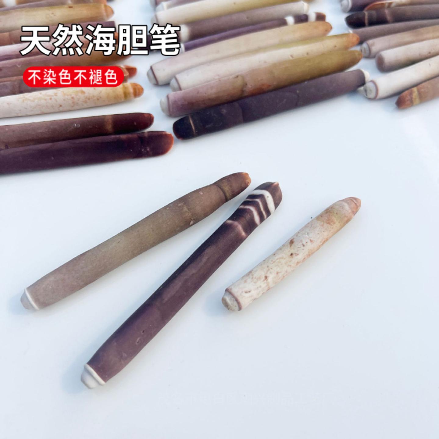4-10cm天然贝壳海螺海葵枝海胆笔