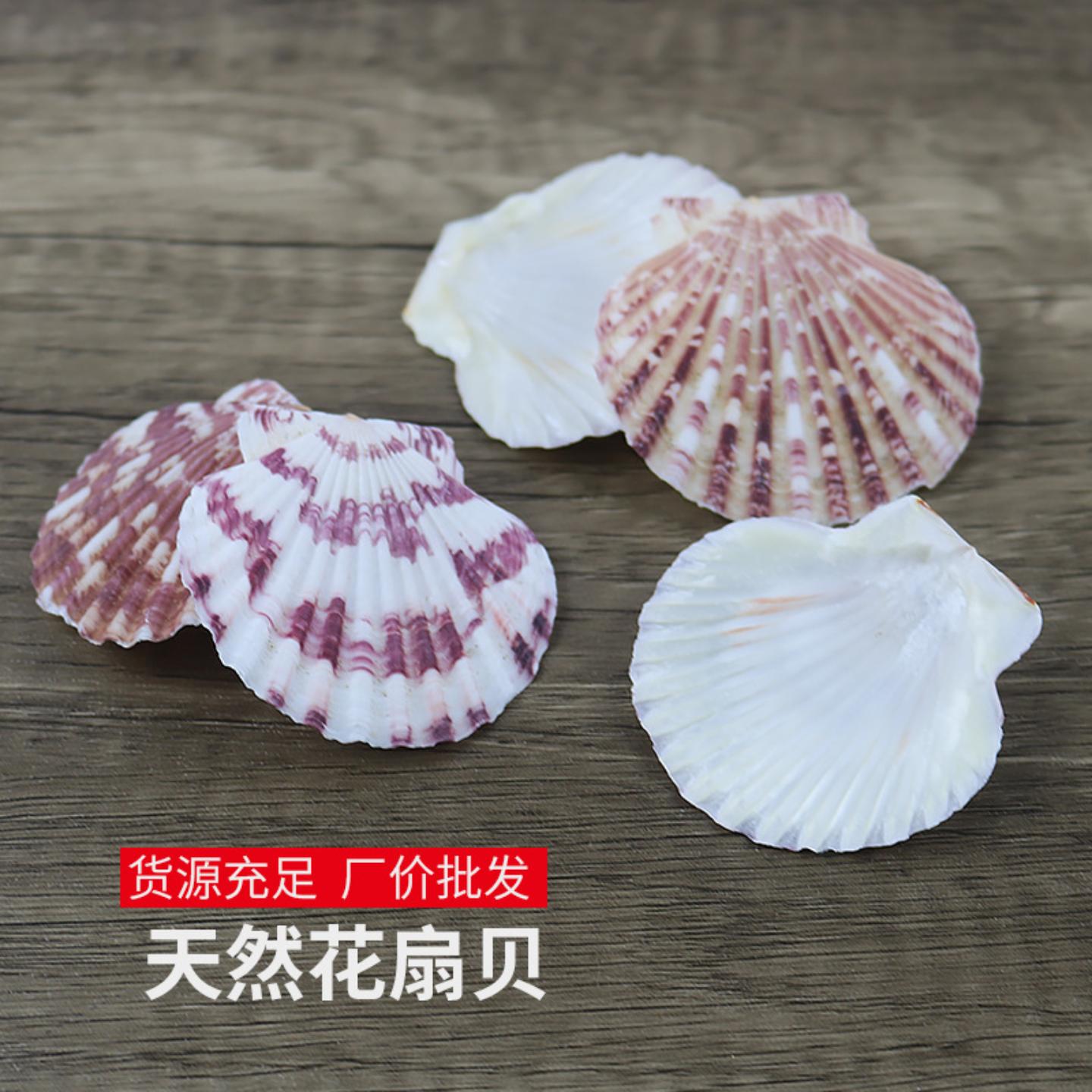 天然花扇贝4-6cm彩贝壳海螺鱼缸