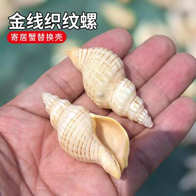 天然小海螺贝壳按斤卖金线织纹