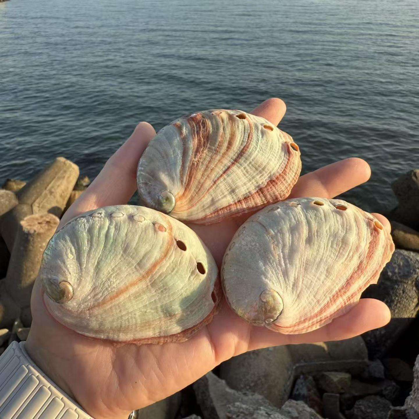 天然红花鲍鱼壳鱼缸造景装饰品