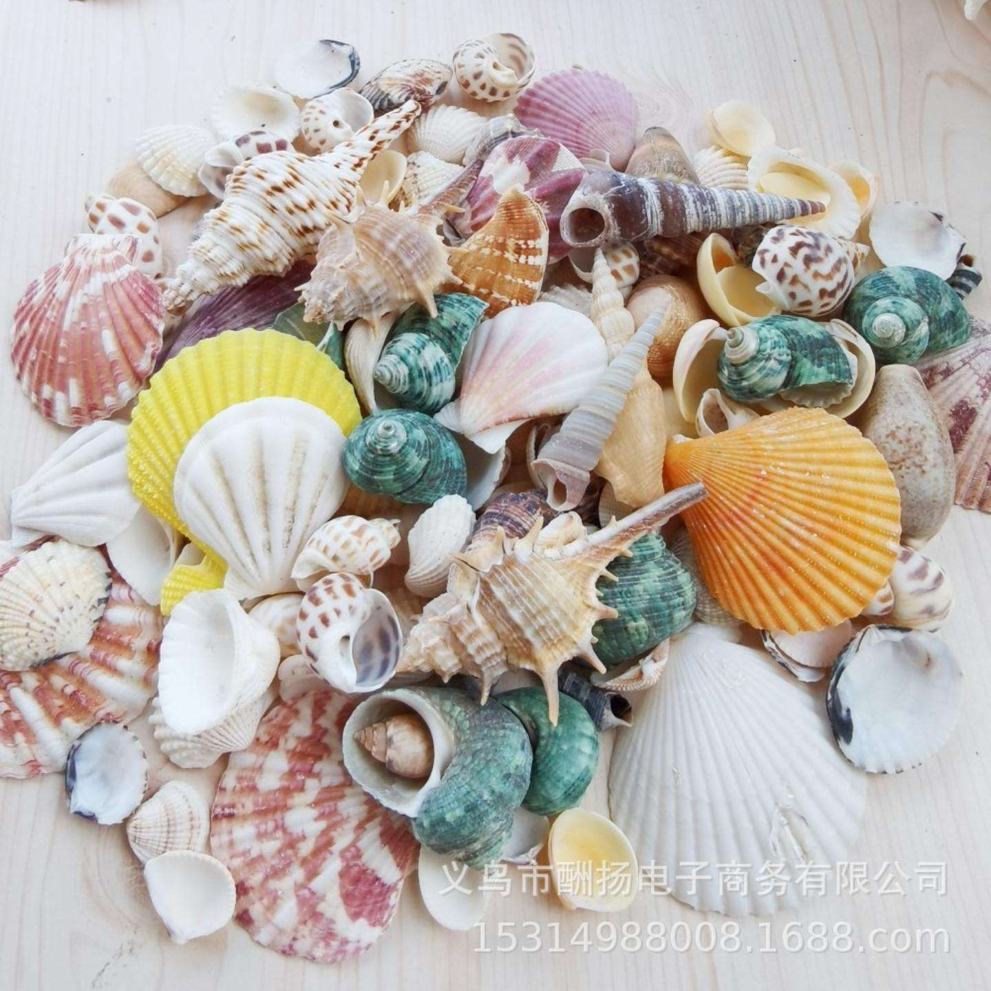 天然贝壳海螺海星鱼缸造景卷贝鱼水族箱寄居蟹学校装饰品手工套餐