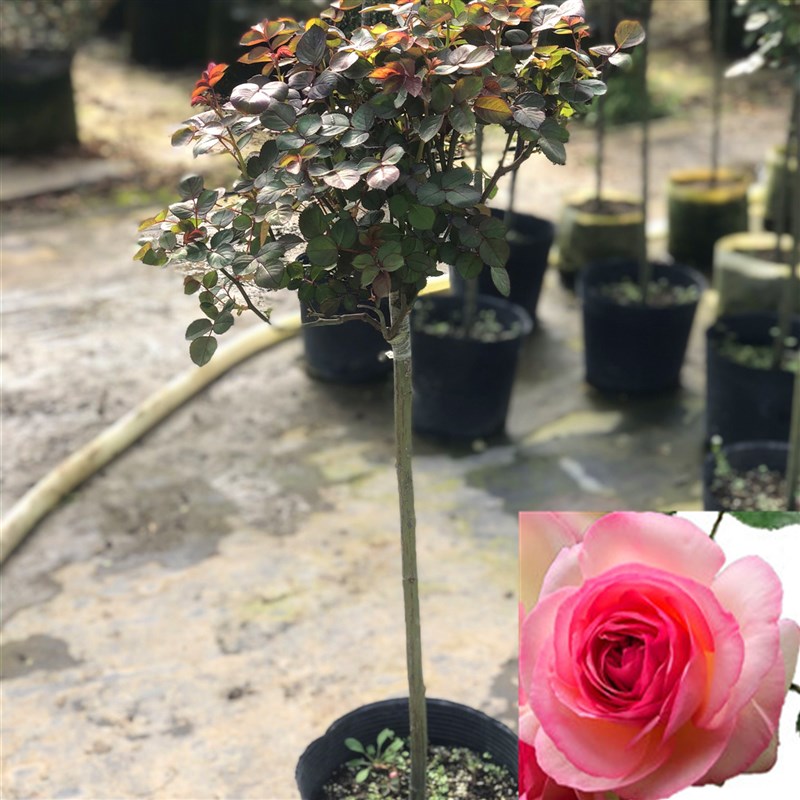 阳台非常容易庭院植物不含盆树a桩棒棒糖树草本花卉盆栽四季客厅