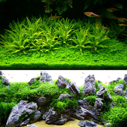 阴性水草无co2 阴性水草无co2