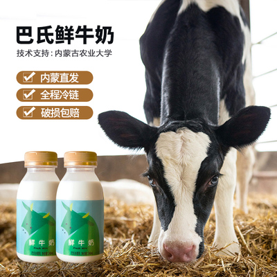 内蒙古瓶装鲜牛奶低温鲜奶巴氏杀菌营养早餐奶240ml*2瓶装