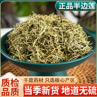 半边莲草药中药材500g野生半边连新鲜干货瓜仁草急解索细米草正品