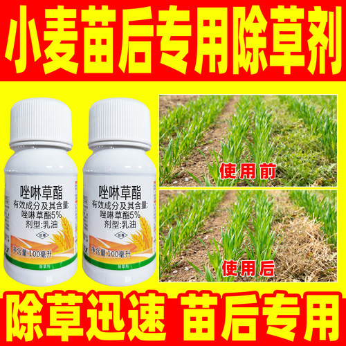 小麦苗后专用除草剂秋斩5%唑啉草酯专除一年生禾本科杂草正品农药