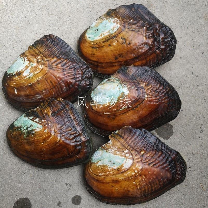 珍珠蚌活蚌自己开珍珠河蚌活蚌老蚌珍珠蚌壳自己开珍珠多珠混色