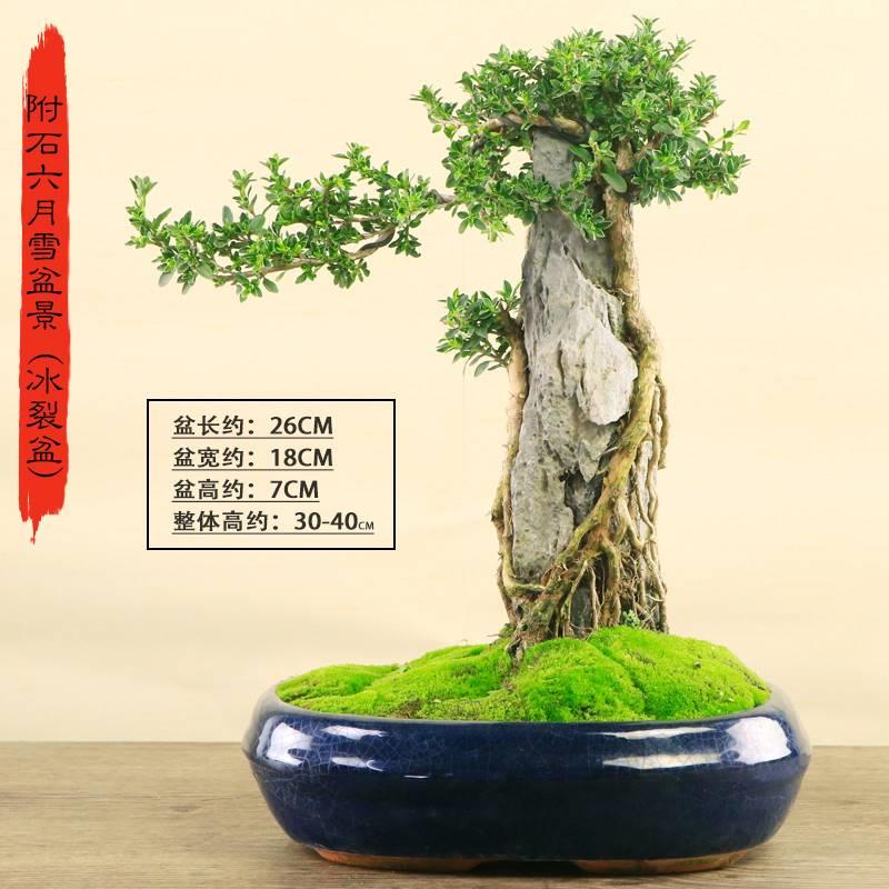 悬崖式提根六月雪老桩植物依山傍水造型盆景室内绿植花卉盆栽送礼