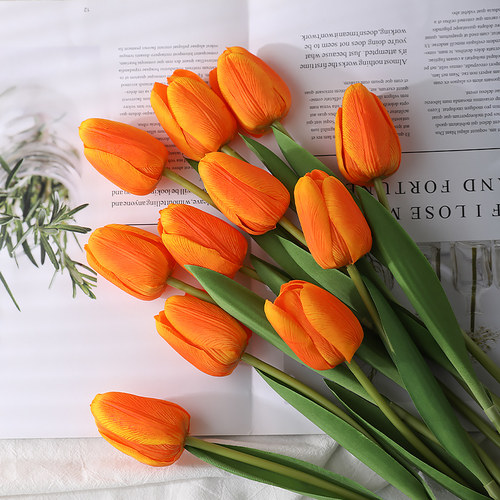 进口短杆高档保湿郁金香