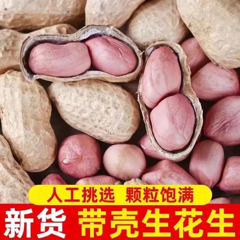 2026年新货带壳生花生5斤新鲜干花生种子高产榨油炒熟花生粉红皮
