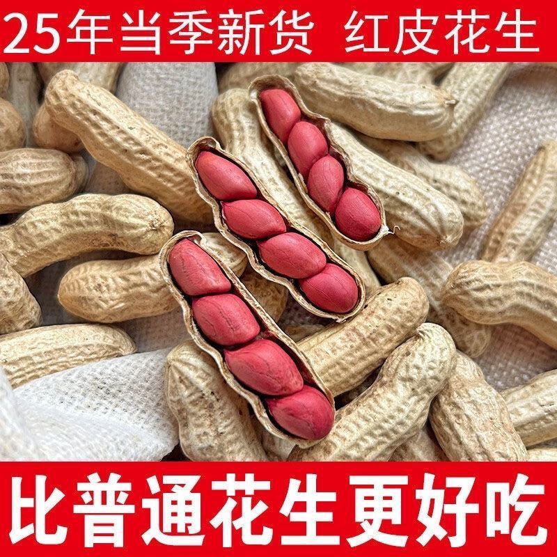 当季新货东北四粒红皮生花生新鲜带壳红衣红花生生花生带壳晒干