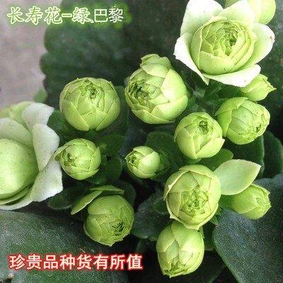 长寿花 绿巴黎 花卉盆栽 绿植 多肉植物 阳台 重瓣带花苞